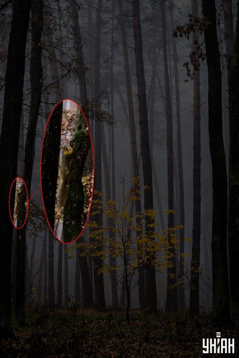 Kun 2% af befolkningen kan finde et egern i skoven på 12 sekunder: en fantastisk optisk illusion