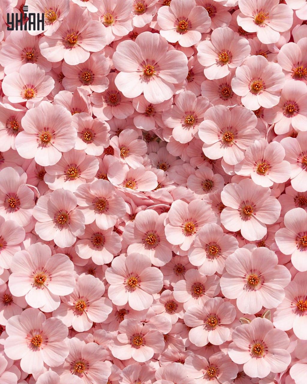 Kun 1 % af alle mennesker kan finde en kanin på 11 sekunder: en overraskende kompleks optisk illusion