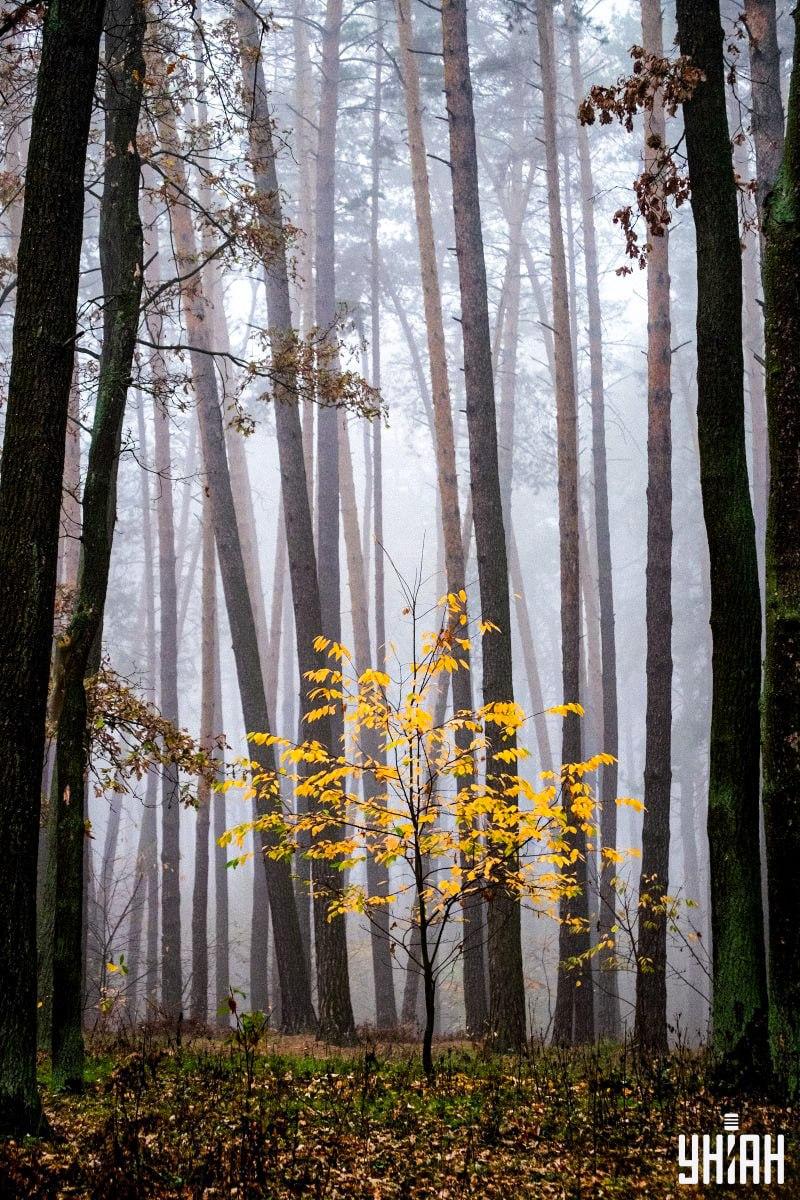 Kun 2% af befolkningen kan finde et egern i skoven på 12 sekunder: en fantastisk optisk illusion